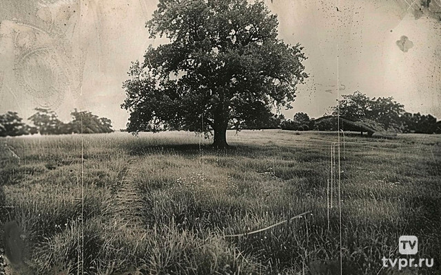 Семейная сага