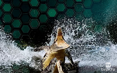 Самые опасные животные