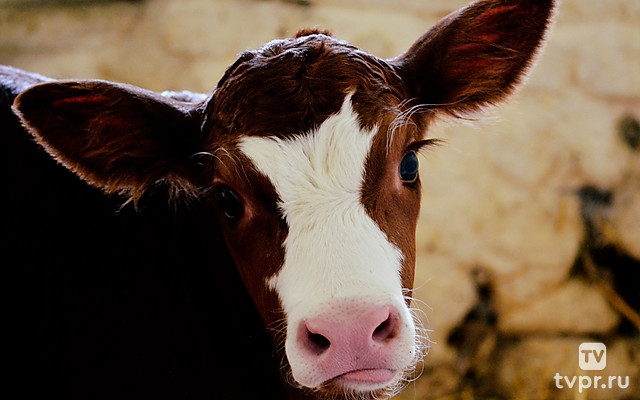 Коровий дар