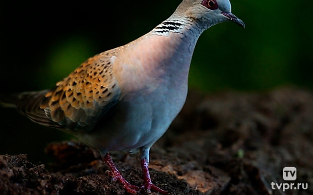 Долгий путь горлицы