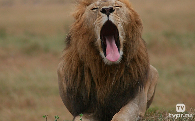 Путешествие по Африке