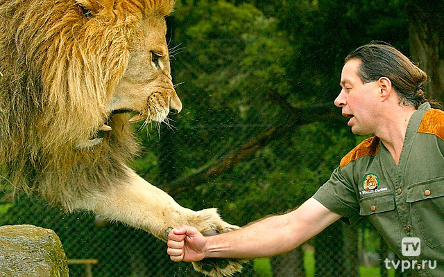 Человек и львы
