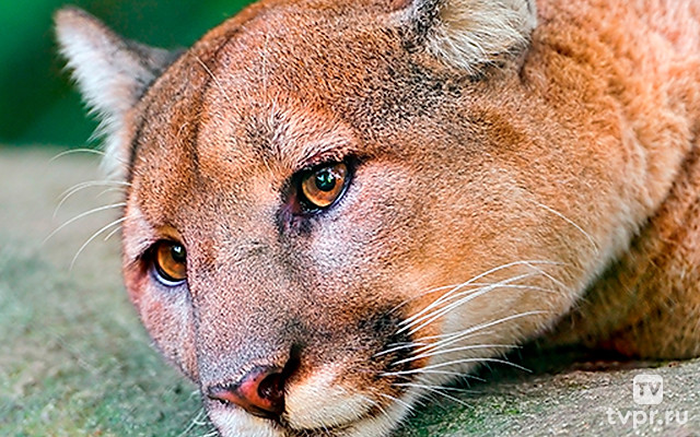 Пума. По следам призрака