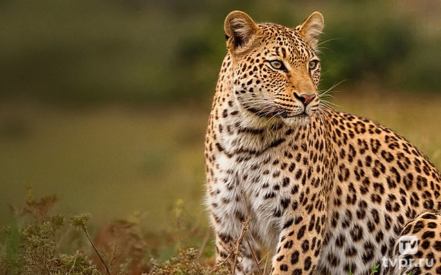 Заповедник Шамвари