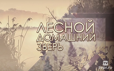 Лесной домашний зверь