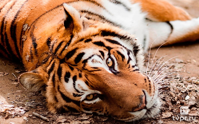 Наша большая семья