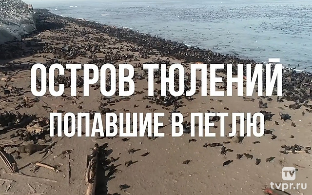 Остров Тюлений. Попавшие в петлю