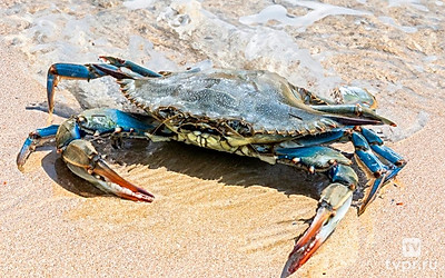 Нашествие голубого краба