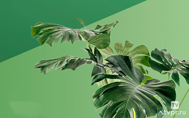 Больше тени – ярче листья