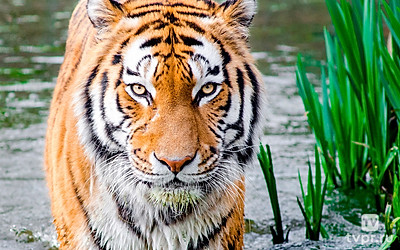 Изумрудный лес