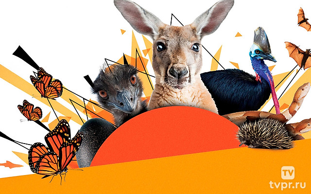 Удивительные животные Австралии