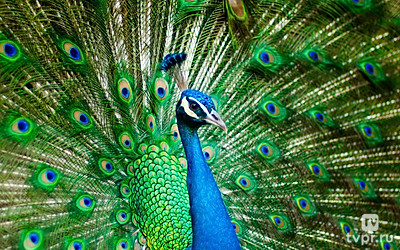 Заповедные места