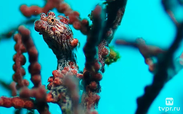 Странные создания океанов