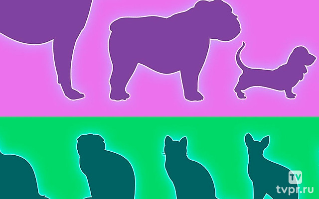 Кошки против собак: парадокс разнообразия