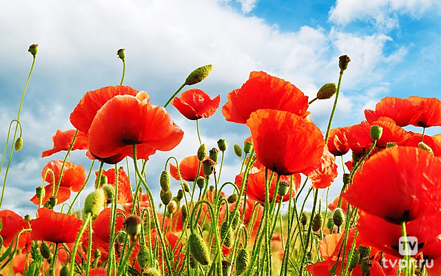 Красные маки