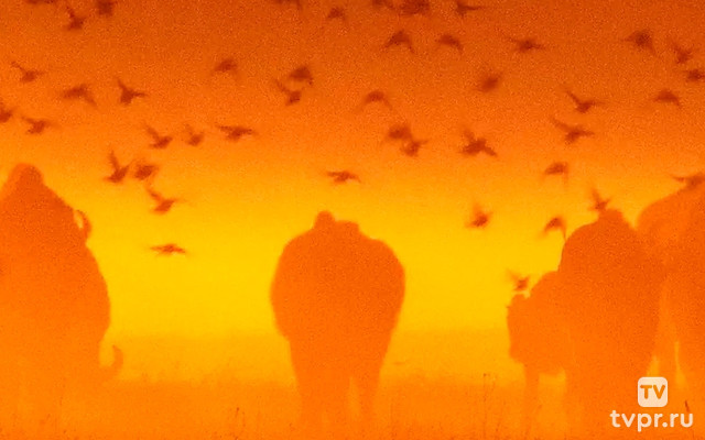 Одиссея европейского зубра