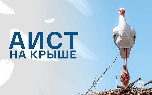 Аист на крыше