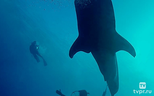 Галапагос. Царство гигантских акул