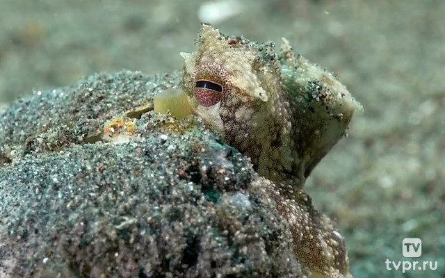 Дикий мир океана