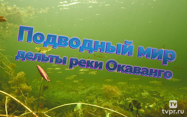 Подводный мир дельты реки Окаванго