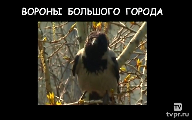 Вороны большого города