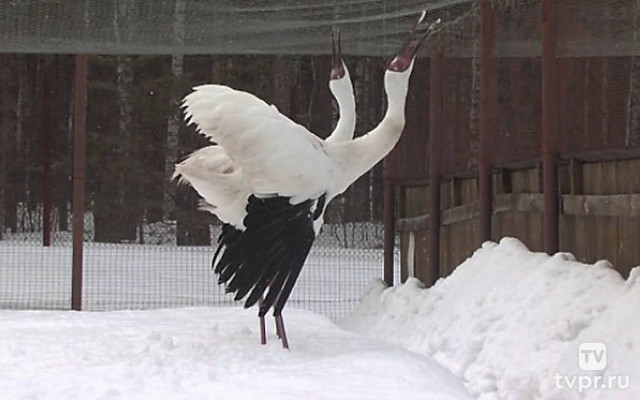Повесть о белых журавлях