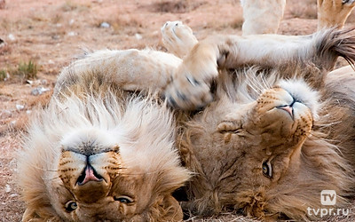Круговорот жизни