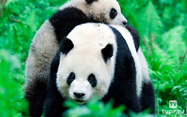 Секреты дикой природы