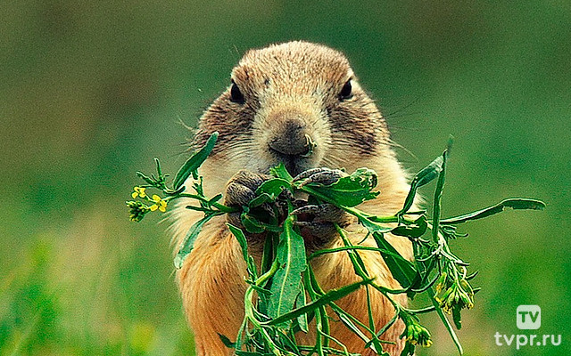 Луговые собачки - жизнь на Диком Западе