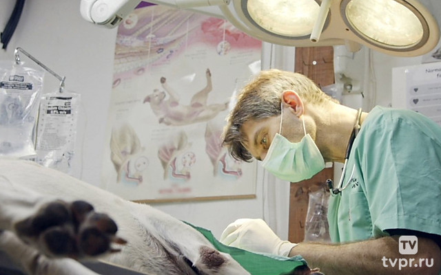 Я лечу животных