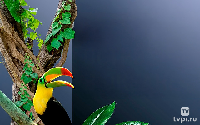 Острова в океане