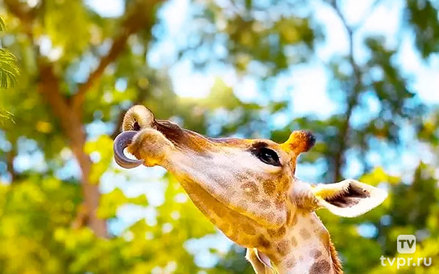 Гиганты в дикой природе