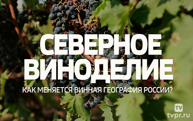 Северное виноделие. Как меняется винная география России?
