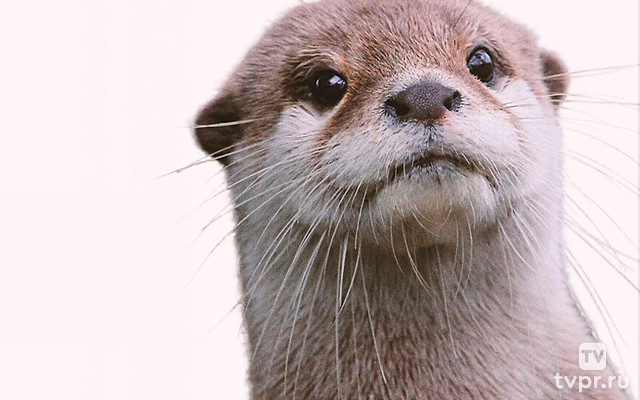 Выдры, глобальное потепление