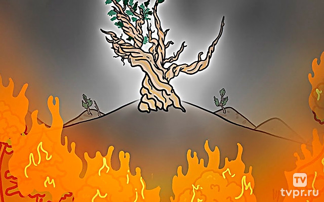 Знакомьтесь: Мафусаил. Ему 5000 лет