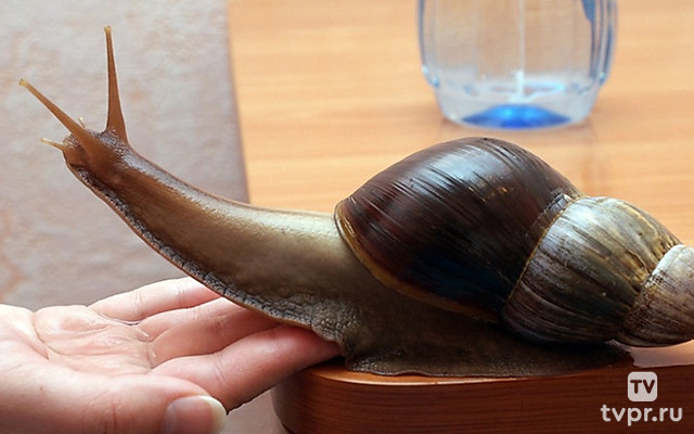 Лечебные животные