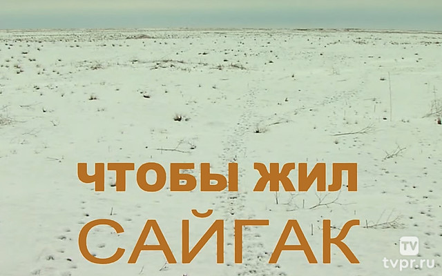 Чтобы жил сайгак