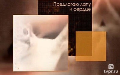 Предлагаю лапу и сердце