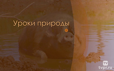 Уроки природы