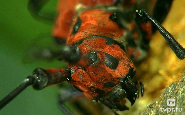 Насекомые. Битва инстинктов