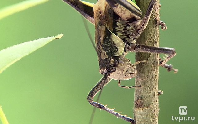Насекомые. Материнский инстинкт