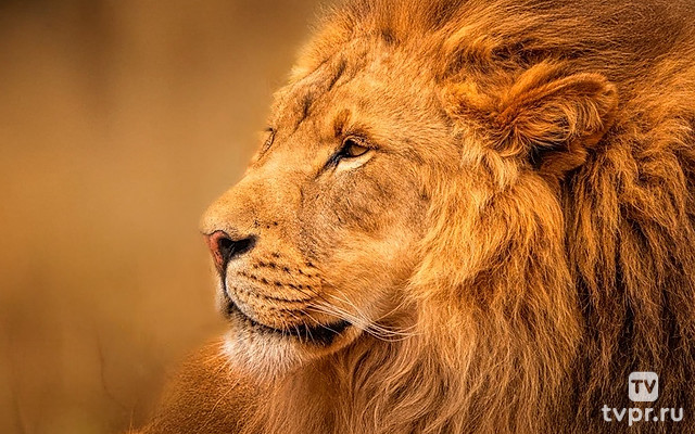 Сильнейшие львы долины Луанга