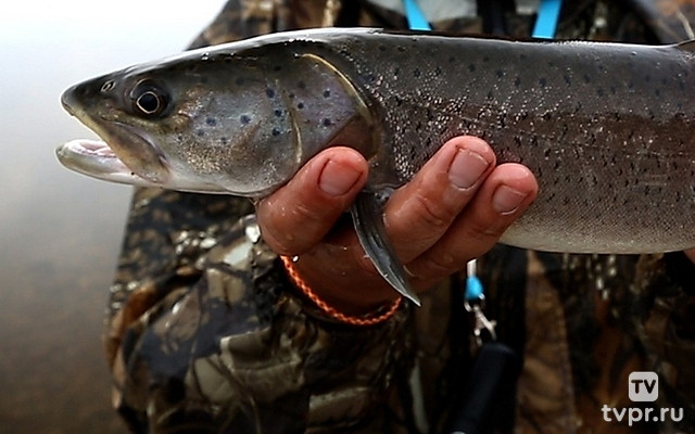 Диалоги о рыбалке