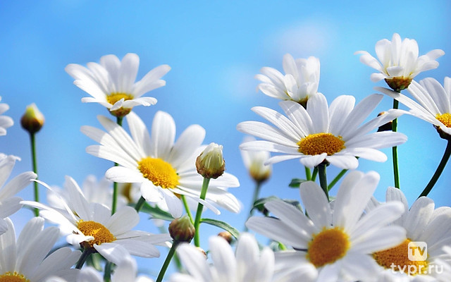 Ромашки