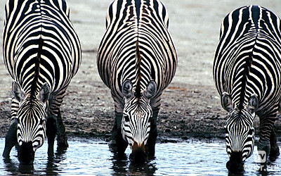 Охота одноглазки