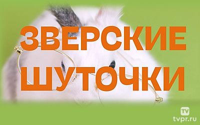 Зверские шуточки