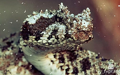 Аламто - страна рептилии