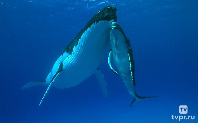 Титаны морских глубин