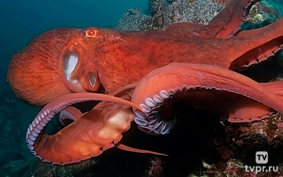 Гениальные морские охотники