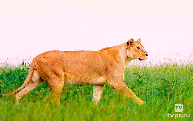 Масаи Мара. Истории дикой природы Африки